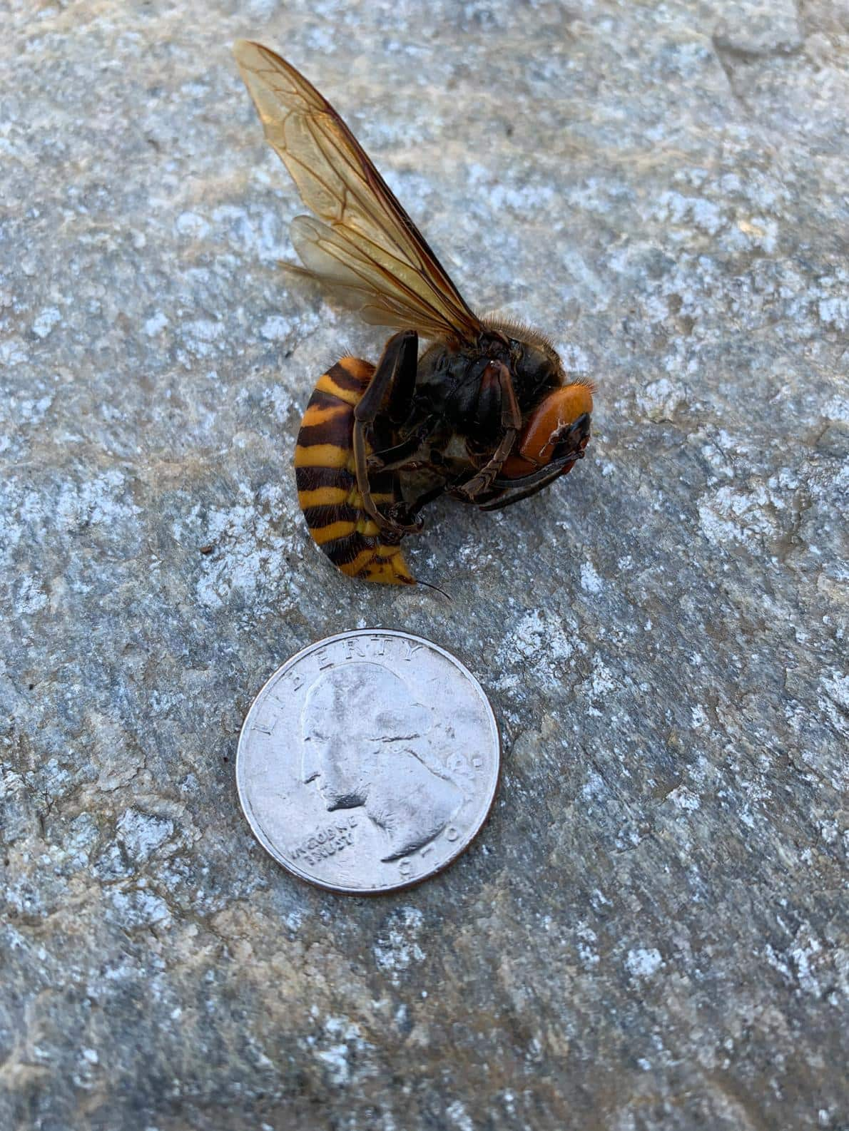 02-asian-giant-hornet-sighting-custerfind05272020_creditrequired_joelnielsen.adapt.1190.1.jpg