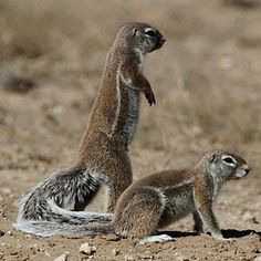 05249755db9113dd1d3c5f0de33d0fd6--ground-squirrel-africans.jpg