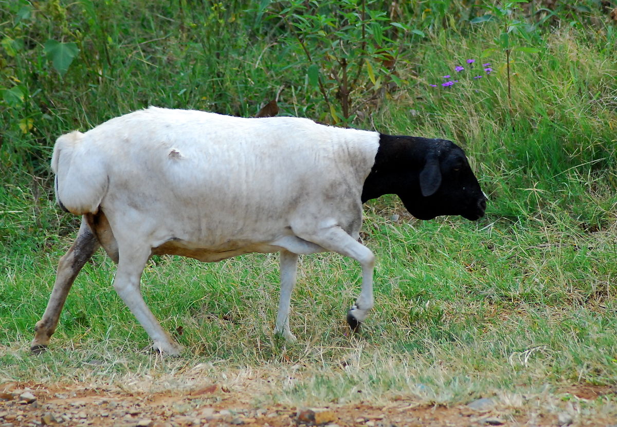 1200px-Sheep_in_Pretoria_SA.jpg