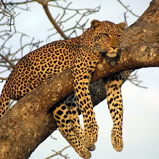 15053_Leopard-tree-sleep.jpg