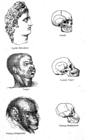 170px-Races_and_skulls.png