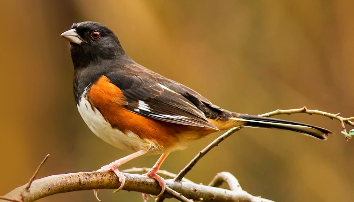 700x400-bird-towhee-eastern-wbu5362~2.jpg