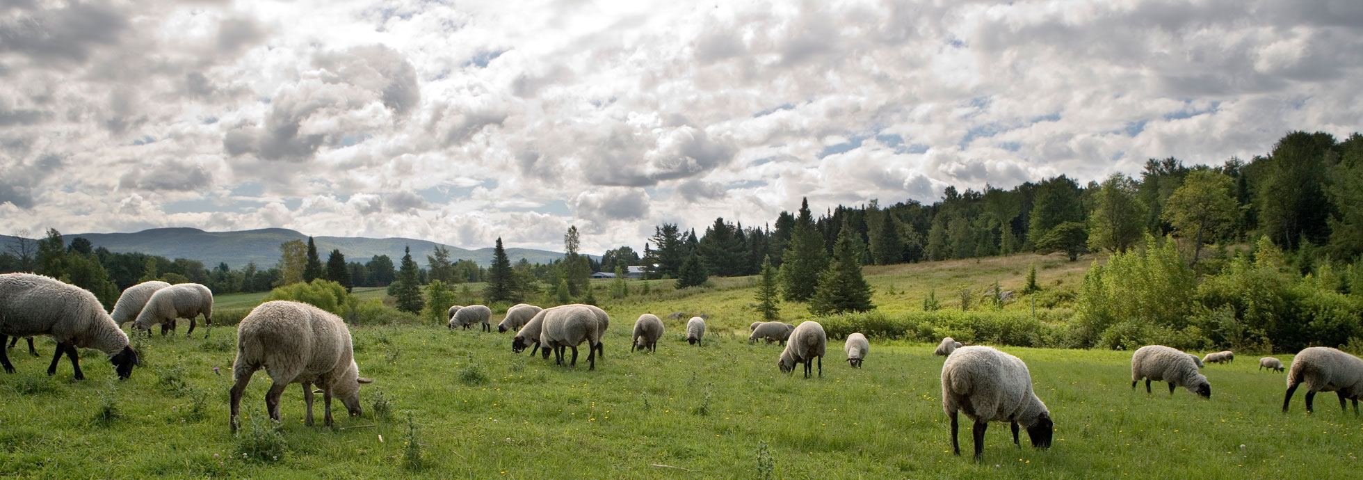 alberta-lamb.jpg