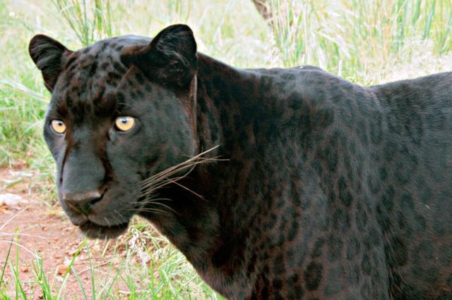 Black_Leopard_real.jpg