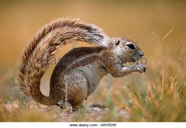 borstenhoernchen-unstripped-ground-squirrel-xerus-rutilus-an1r2w.jpg