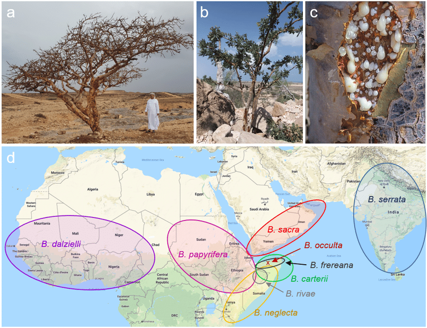 Boswellia-trees-and-their-areas-of-distribution-a-B-sacra-tree-growing-in-the-dry.png