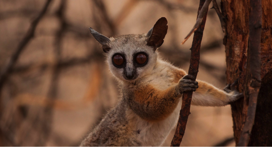 bushbaby.png