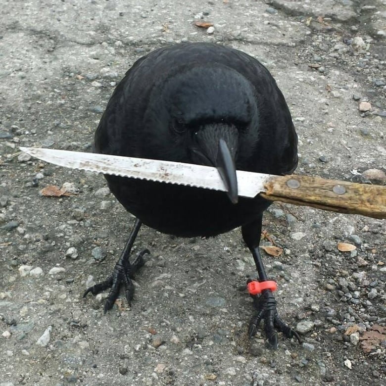 canuck-the-crow-with-a-knife.jpg