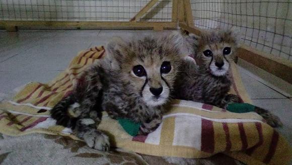 ccf-two-more-cubs-somaliland.jpg