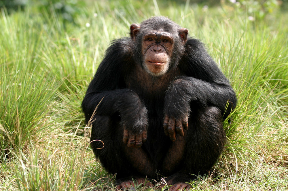 chimp_Craig_R_Sholley.jpg