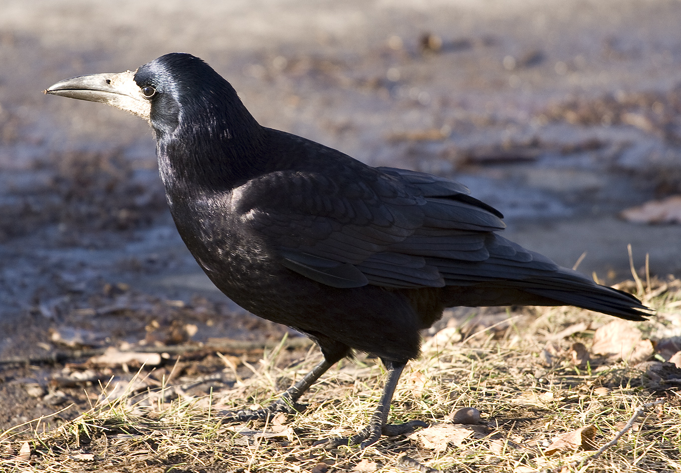 Corvus_frugilegus_2.jpg