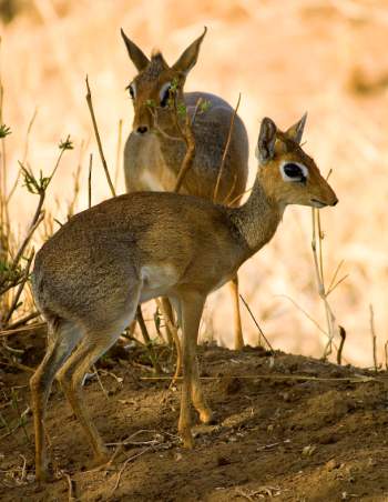 dik-dik.jpg