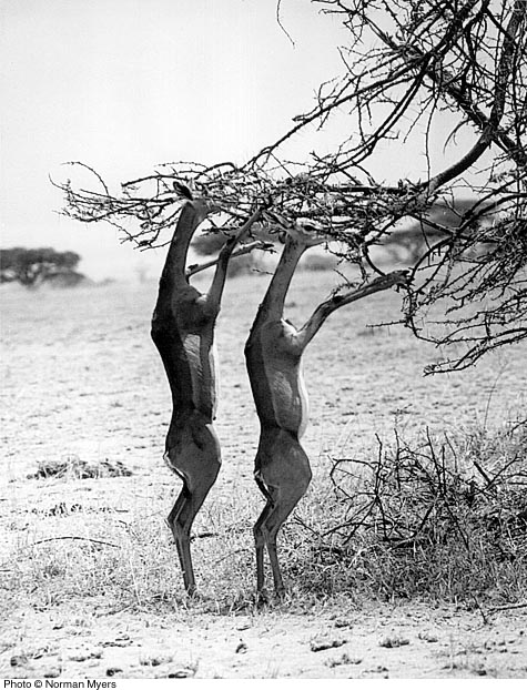 gerenuk1.jpg