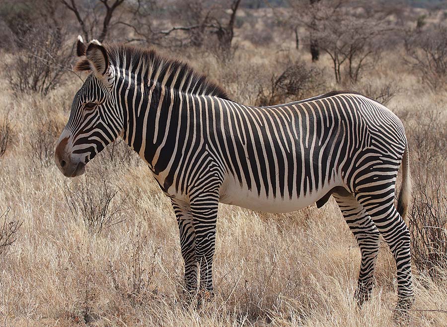 Grevy's_Zebra_Stallion.jpg