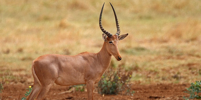 Hirola-Antelope-bull1.jpg