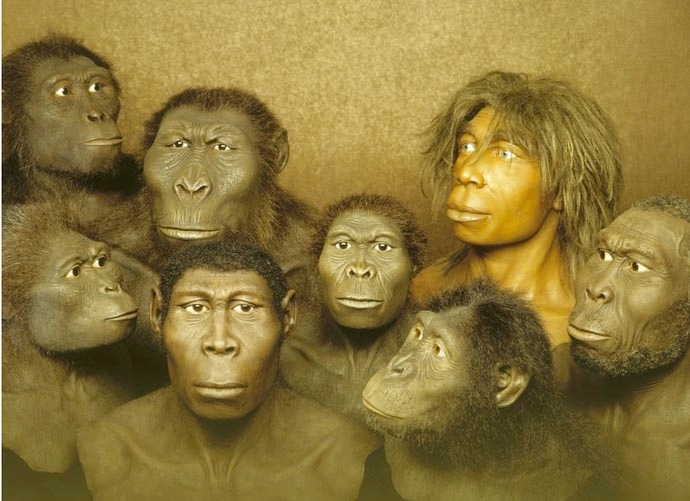 hominids.png