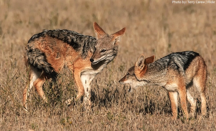 jackals.jpg