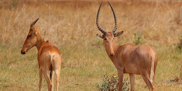 Male-Hirola-with-a-female-Kongoni1.jpg