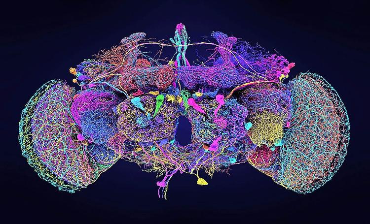 neurons_50-largest_mapped_fruit-fly-brain_UCambridge_1m-1400x850.jpeg