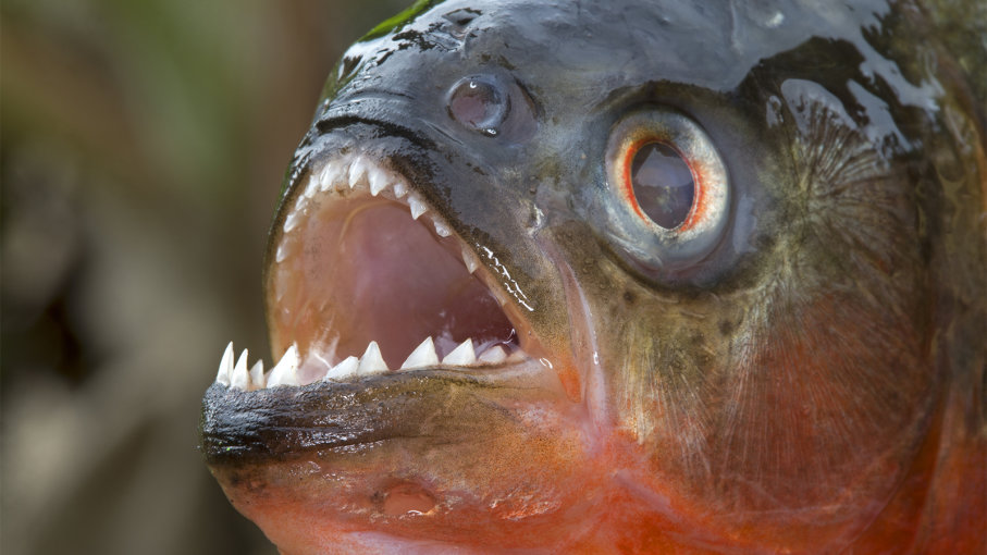 piranha-1.jpg