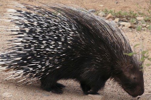 porcupine-quills.jpg