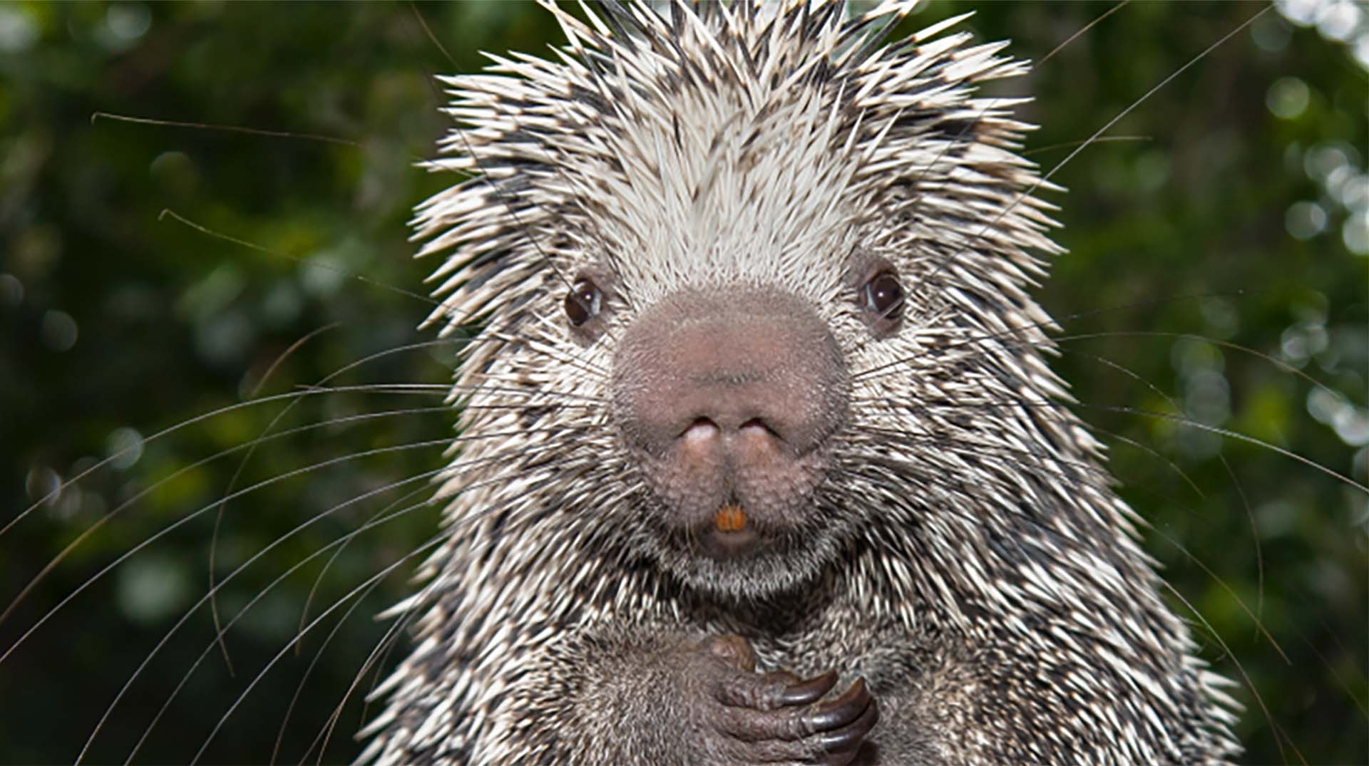 Porcupine_ZN.jpg