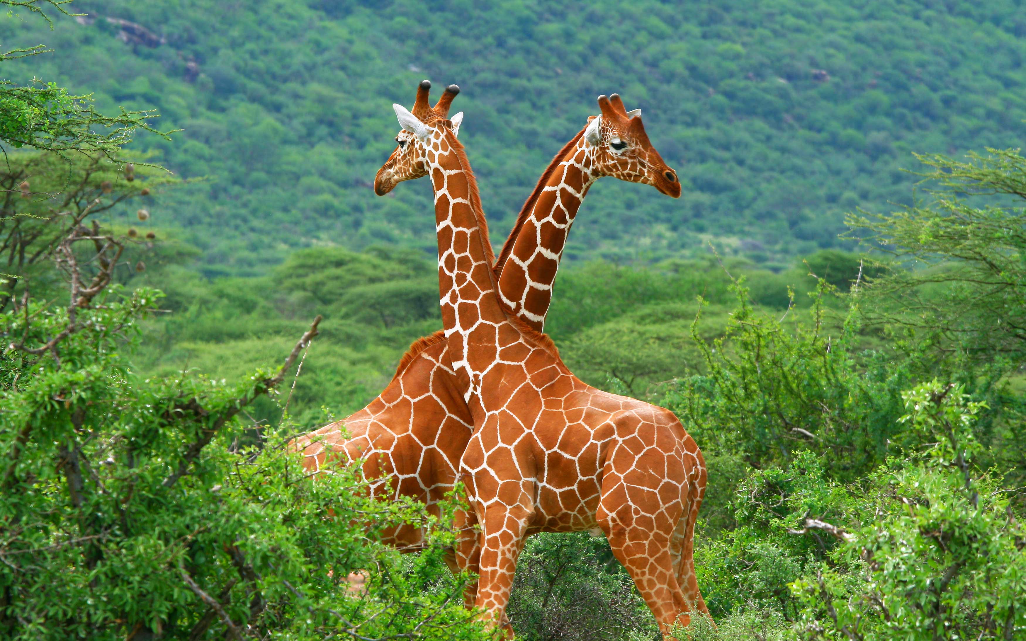 Reticulated_Giraffe.jpg