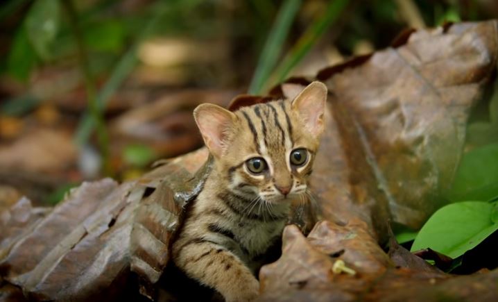 Rusty-Spotted-Cat-4.jpg