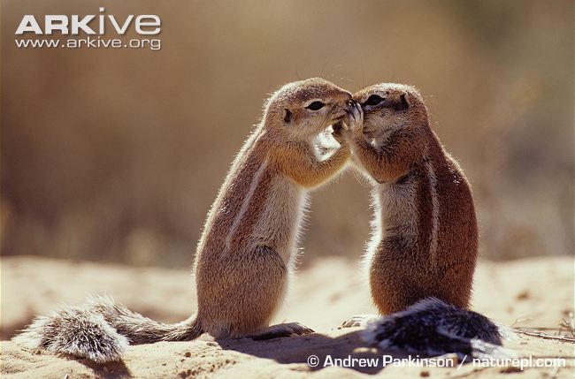 South-African-ground-squirrels-interacting.jpg