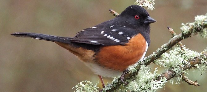 spotted-towhee.jpg