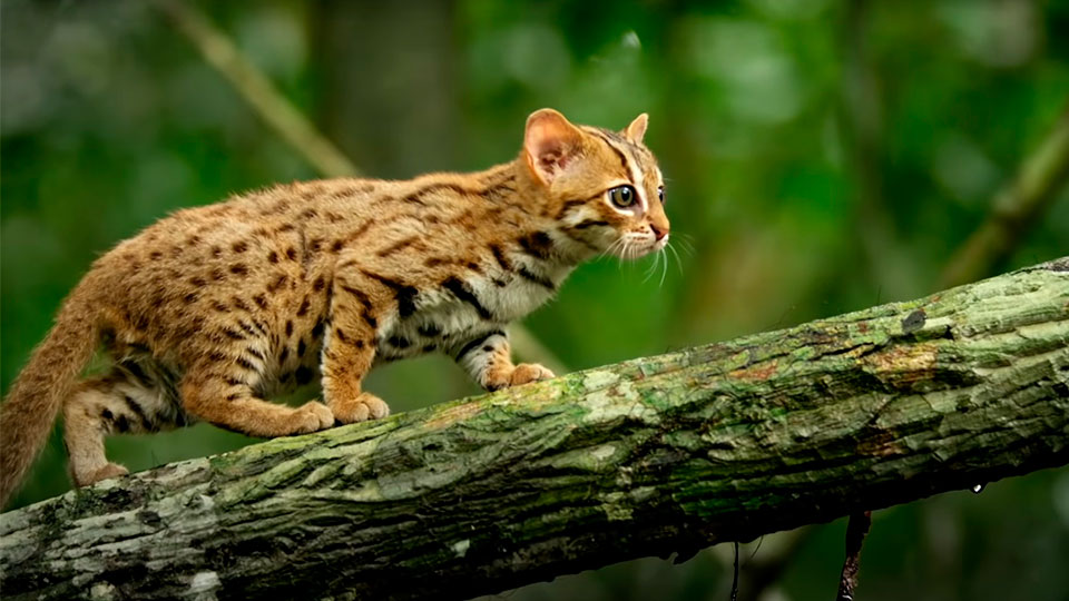 The-Worlds-Smallest-Big-Cat-Featured-image.jpg