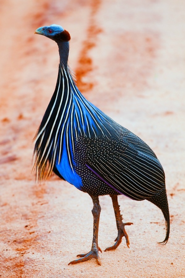 vulturine-guineafowl_04.jpg