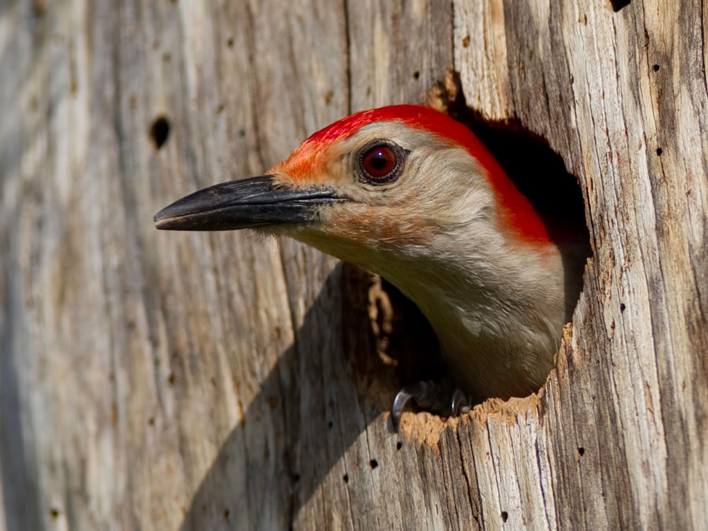 woodpecker3.jpg