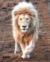 5_CATERS_LION_KING_MANE_07-825x1024.jpg