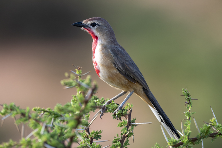 Rosy-patched-Bushshrike-Somaliland-Mark-Beaman-2111.jpg