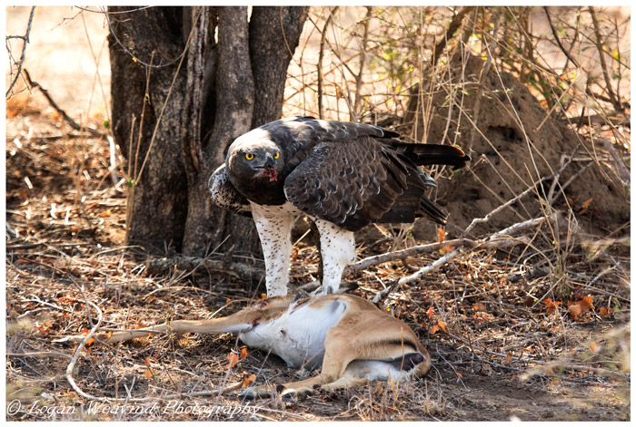 martial-eagle-with-impala-kill.jpg