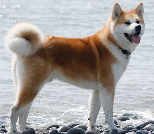 akita-inu1.jpg