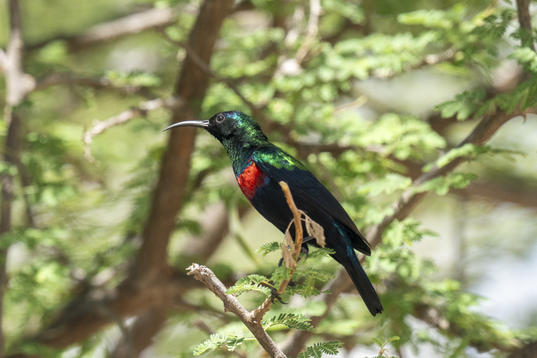 Shining-Sunbird-Somaliland-Mark-Beaman-1866.jpg