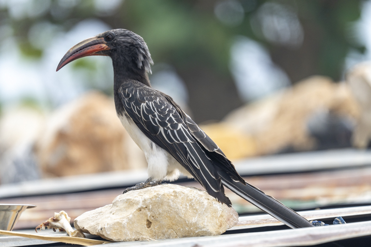 Hemprichs-Hornbill-Somaliland-Mark-Beaman-1981.jpg