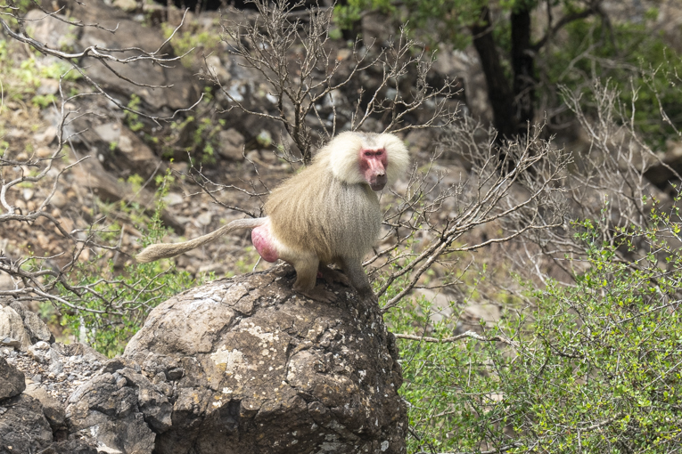 Hamadryas-Baboon-Djibouti-Mark-Beaman-0295.jpg