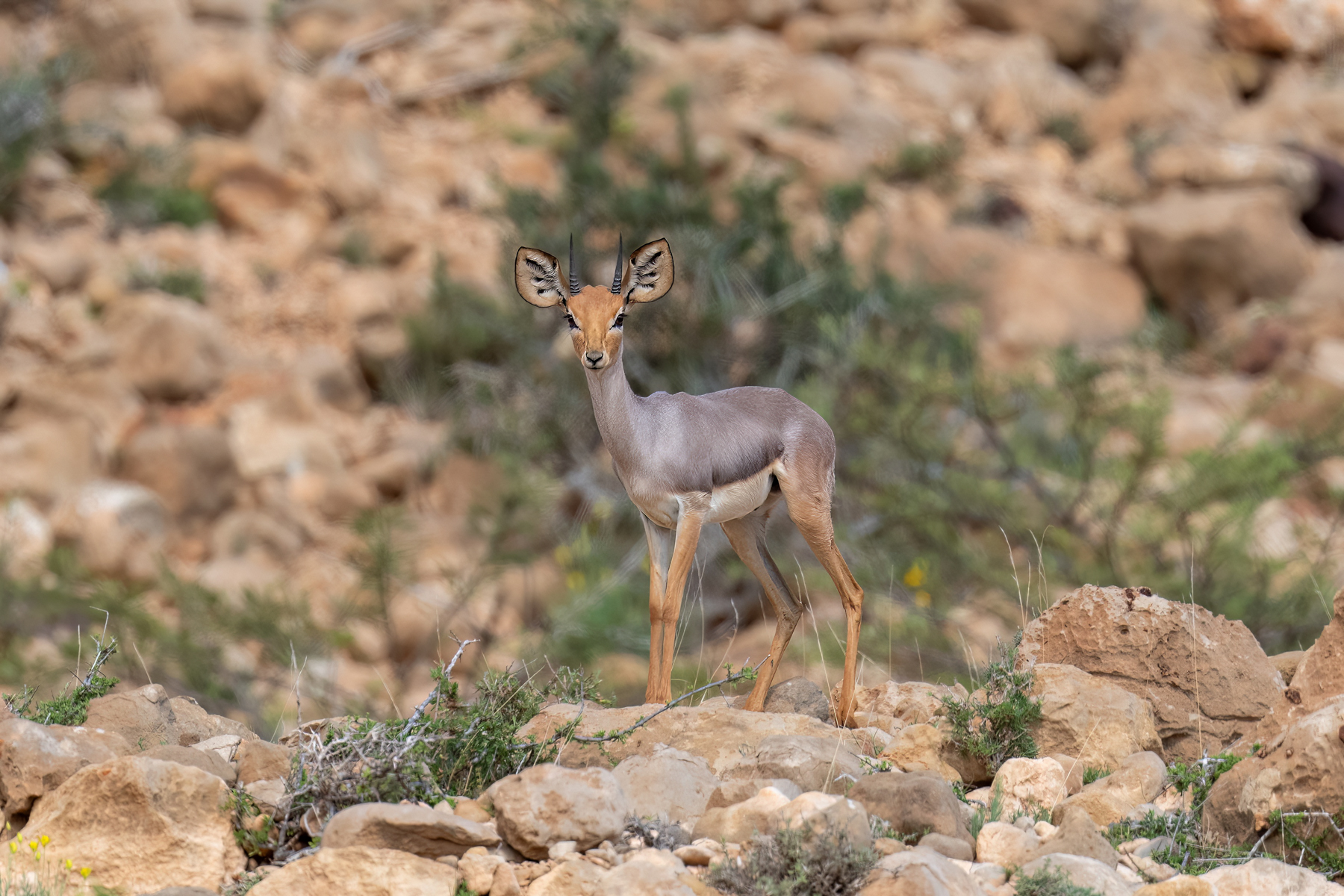 Beira-Somaliland-Mark-Beaman.jpg