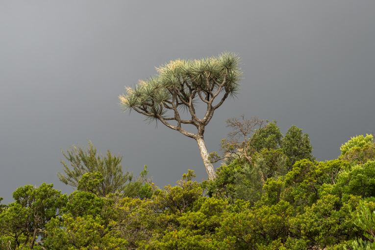 Dragons-Blood-Tree-Somaliland-Mark-Beaman-0839.jpg