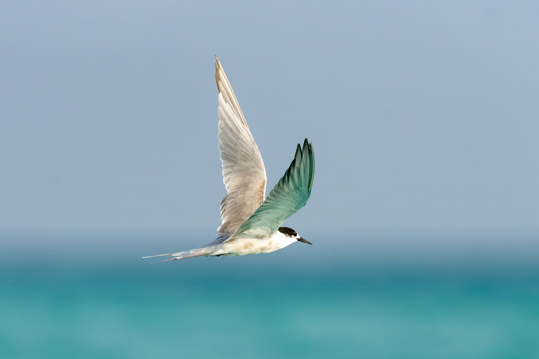 White-cheeked-Tern-Djibouti-Mark-Beaman.jpg