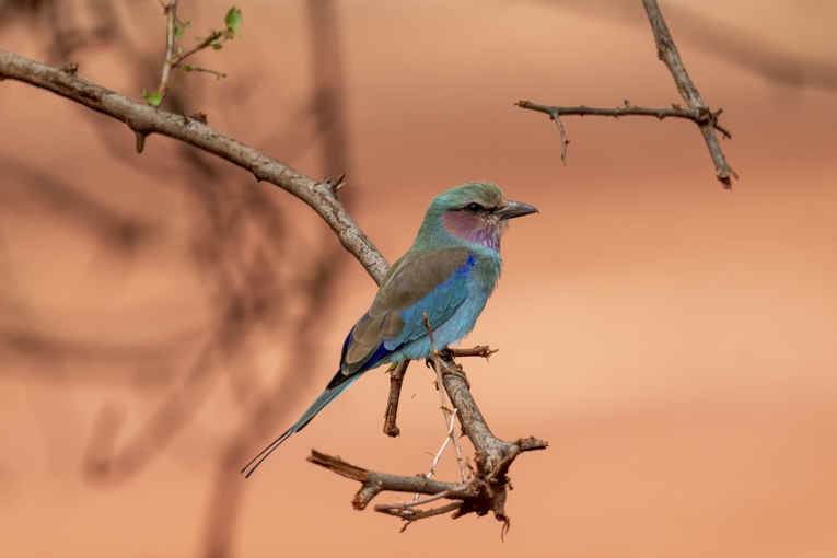 Lilac-tailed-Roller-Somaliland-Mark-Beaman-0924.jpg