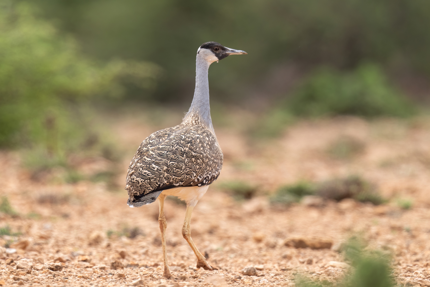 Heuglins-Bustard-2-Somaliland-Mark-Beaman.jpg