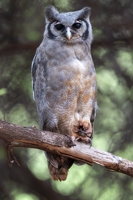 Verreauxs-Eagle-Owl-Somaliland-Mark-Beaman-0976.jpg