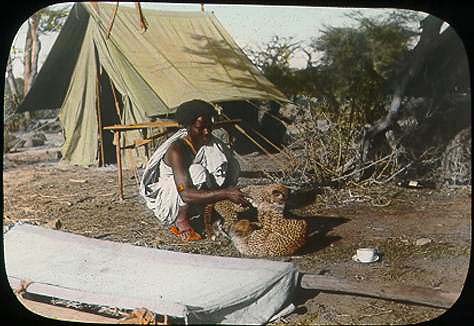 Somali_man_playing_with_two_cheetah_cubs.jpg