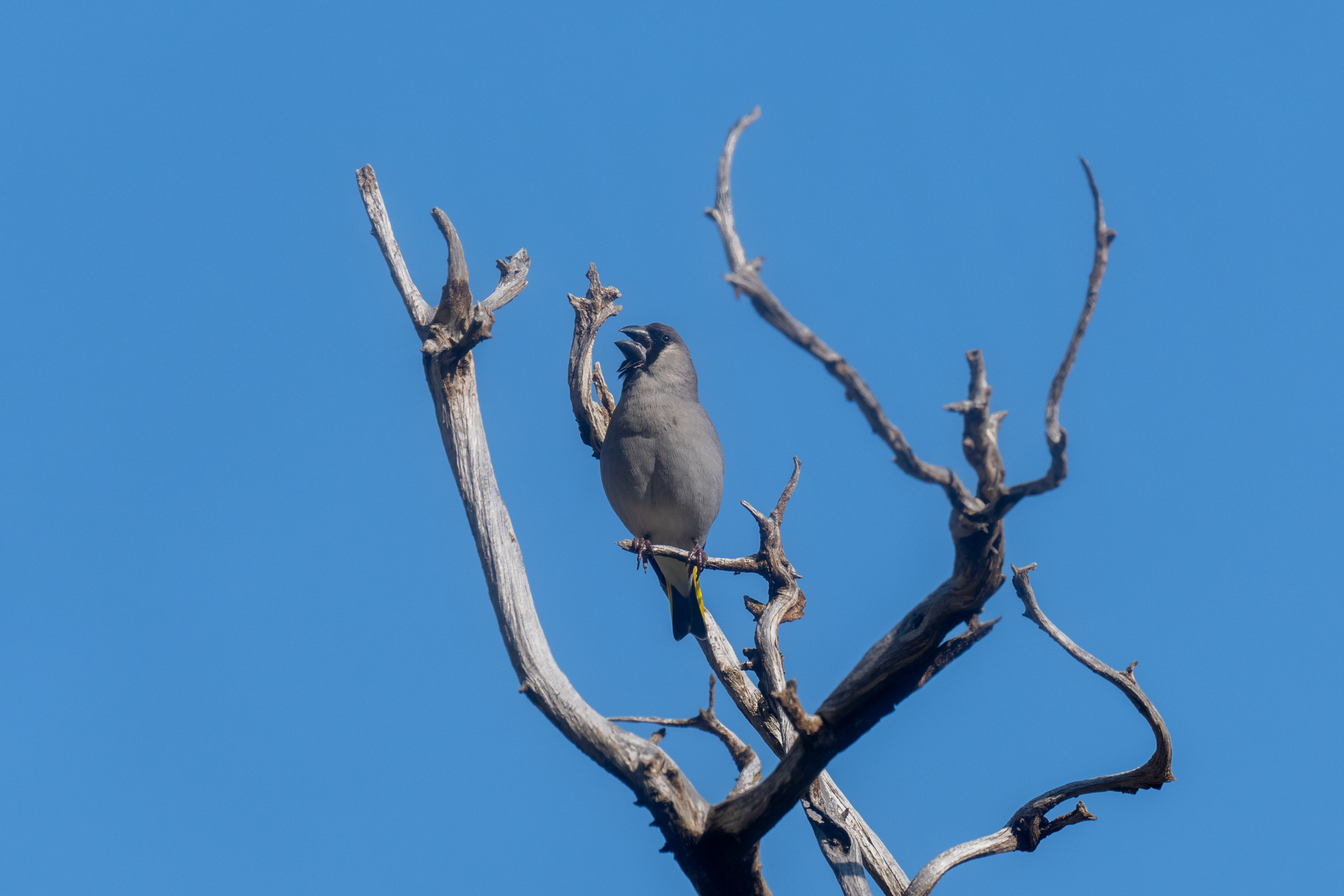 Somali-Golden-winged-Grosbeak-Somaliland-Mark-Beaman.jpg