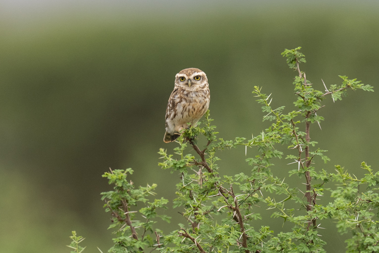 Ethiopian-Little-Owl-Somaliland-Mark-Beaman-0394.jpg