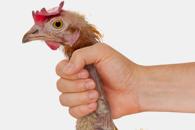 choking_chicken.jpg